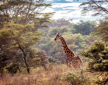 Serene Giraffe Safari — 200-piece jigsaw puzzle