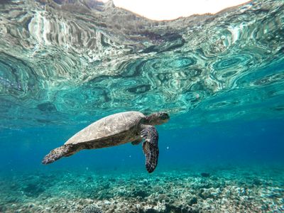 Graceful Sea Turtle — 100-piece jigsaw puzzle