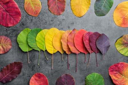 Gradient of Autumn Leaves — 300-piece jigsaw puzzle