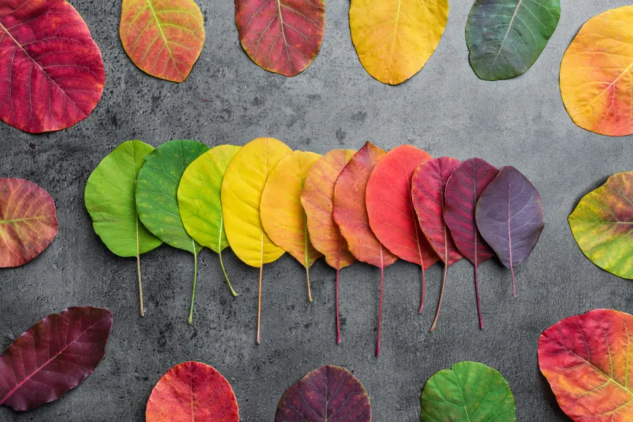 Gradient of Autumn Leaves — 300-piece jigsaw puzzle