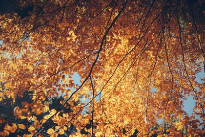 Golden Autumn Canopy — 300-piece jigsaw puzzle