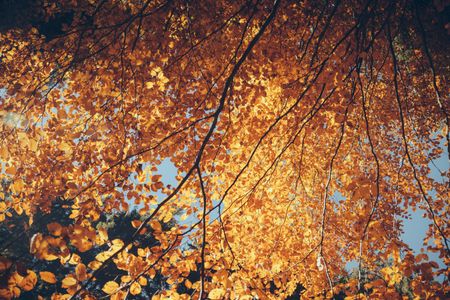 Golden Autumn Canopy — 300-piece jigsaw puzzle