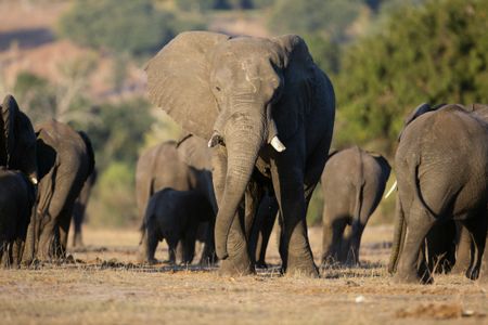 Elephants in Harmony — 100-piece jigsaw puzzle