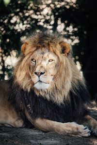 Majestic Lion Portrait — 200-piece jigsaw puzzle