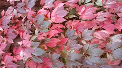 Pink And Burgundy Autumn Leaves — 45-piece jigsaw puzzle