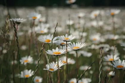 Daisy Field Serenity — 150-piece jigsaw puzzle