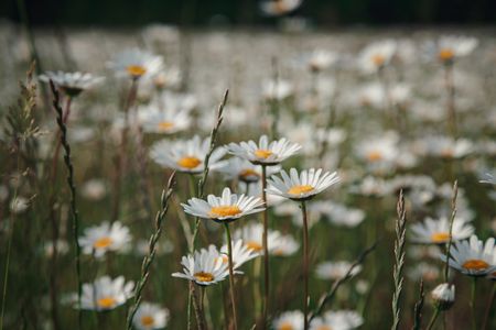 Daisy Field Serenity — 150-piece jigsaw puzzle