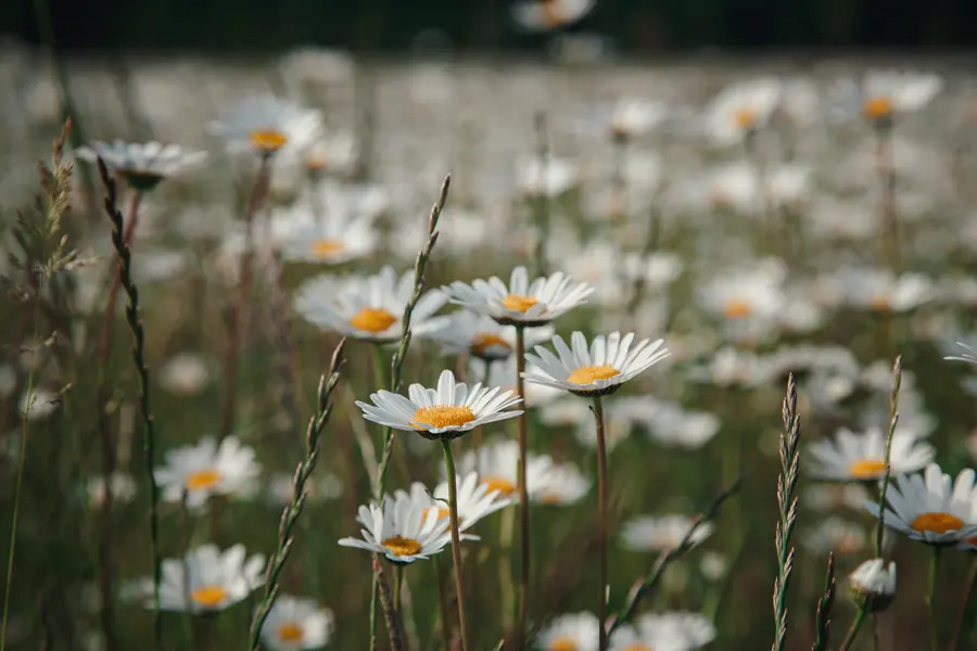 Daisy Field Serenity — 150-piece jigsaw puzzle