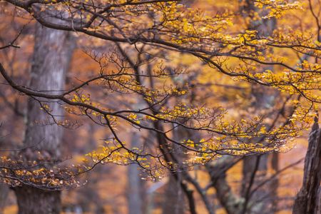 Golden Autumn Whisper — 100-piece jigsaw puzzle