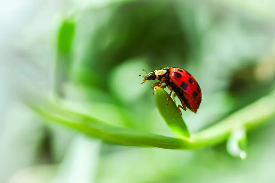 Ladybug on Leaf — 400-piece jigsaw puzzle