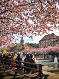 Cherry Blossoms in the City — 200-piece jigsaw puzzle