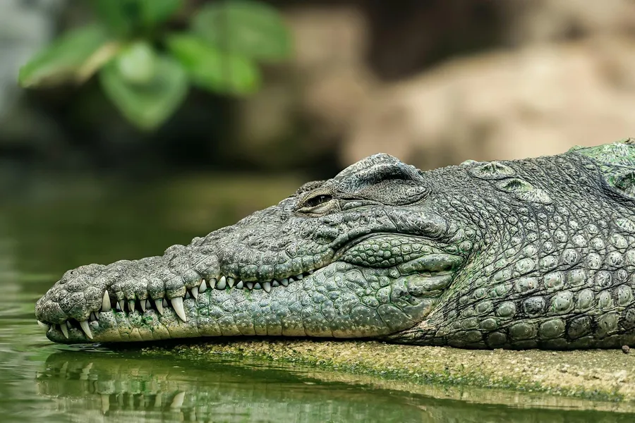 Serene Crocodile Rest — 500-piece jigsaw puzzle