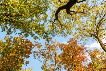 Autumn Forest Canopy — 150-piece jigsaw puzzle