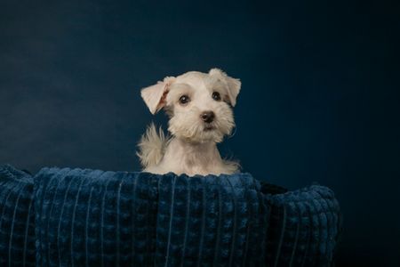 Puppy in Blue Blanket — 150-piece jigsaw puzzle