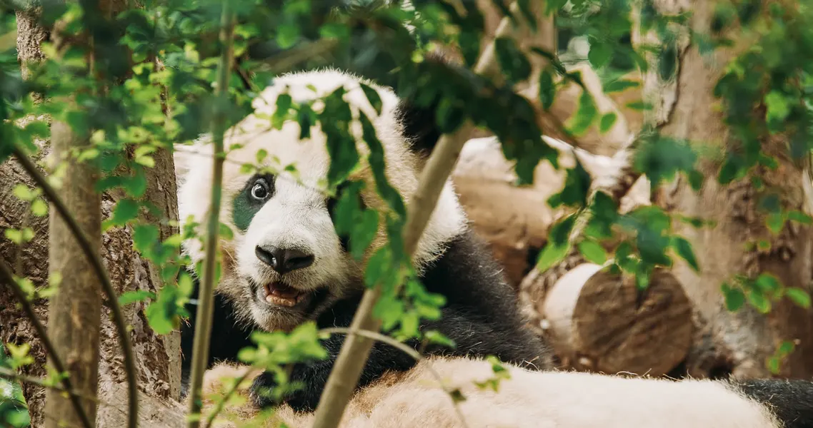 Panda in the Wild — 150-piece jigsaw puzzle