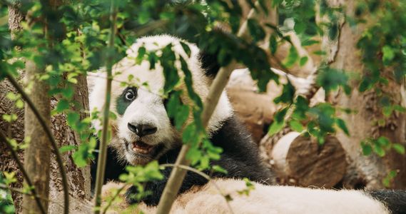 Panda in the Wild — 150-piece jigsaw puzzle