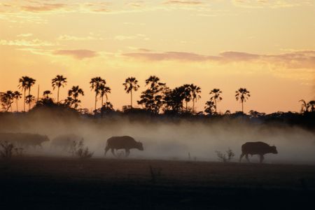 Dusty Savannah Sunset — 100-piece jigsaw puzzle
