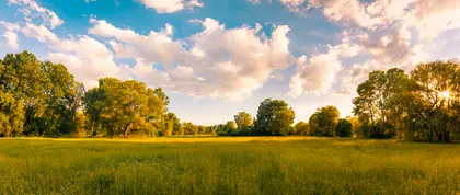 Golden Meadow Serenity — 64-piece jigsaw puzzle