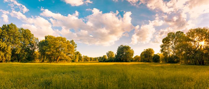 Golden Meadow Serenity — 64-piece jigsaw puzzle