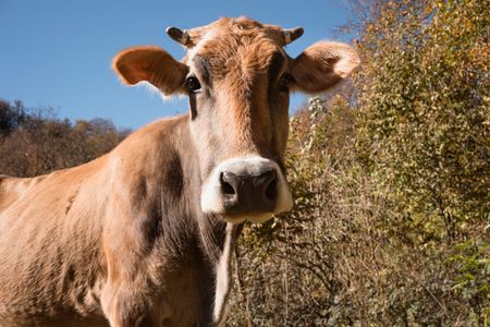 Curious Pasture Cow — 150-piece jigsaw puzzle