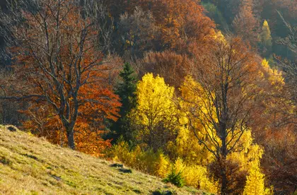 Autumn Forest Glow — 400-piece jigsaw puzzle
