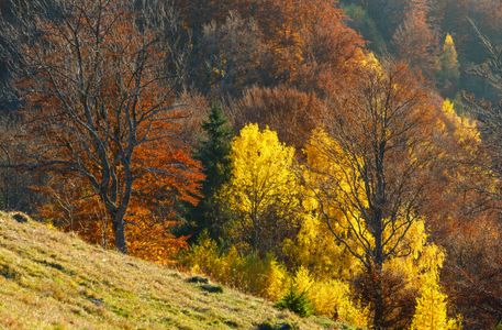 Autumn Forest Glow — 400-piece jigsaw puzzle