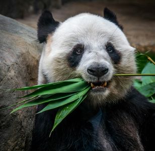 Bamboo Feast — 200-piece jigsaw puzzle