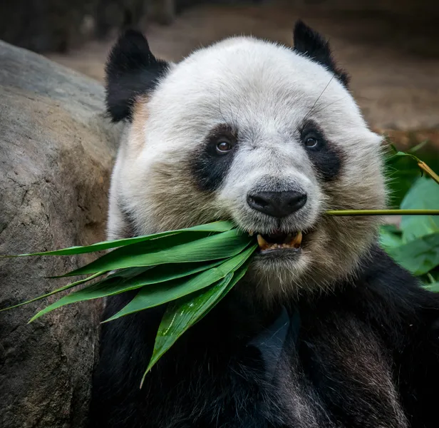 Bamboo Feast — 200-piece jigsaw puzzle