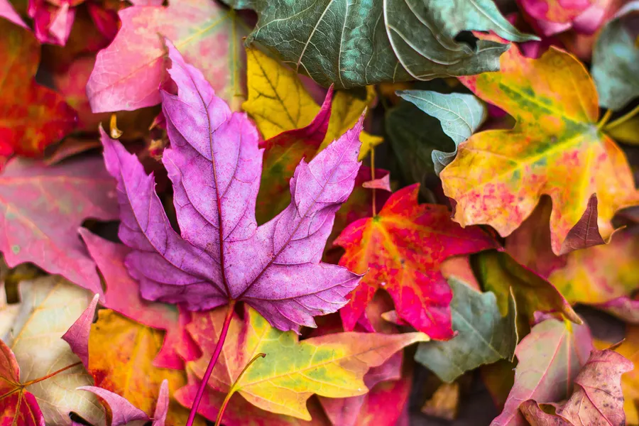 Lebendige Herbstblätter — 300-Teile-Puzzle