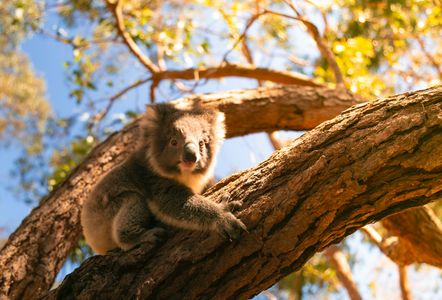 Koala in Sunlit Tree — 400-piece jigsaw puzzle