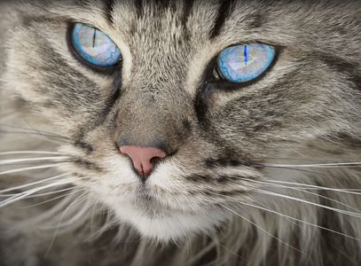Blick der blauäugigen Katze — 100-Teile-Puzzle