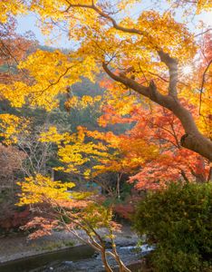 Autumn Symphony — 200-piece jigsaw puzzle