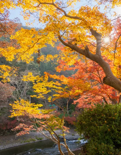 Autumn Symphony — 200-piece jigsaw puzzle
