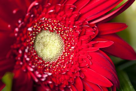 Radiant Red Gerbera — 64-piece jigsaw puzzle