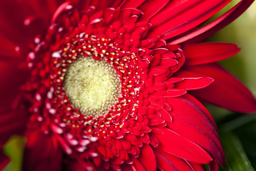 Radiant Red Gerbera — 64-piece jigsaw puzzle