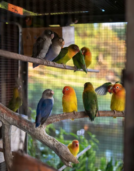 Colorful Parrot Perch — 300-piece jigsaw puzzle