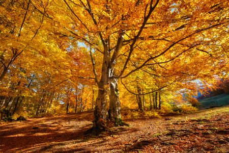 Golden Autumn Forest — 400-piece jigsaw puzzle