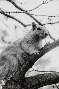 Squirrel on Branch — 400-piece jigsaw puzzle