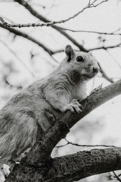 Squirrel on Branch — 400-piece jigsaw puzzle