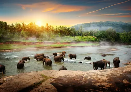 Elephants at Dawn — 150-piece jigsaw puzzle