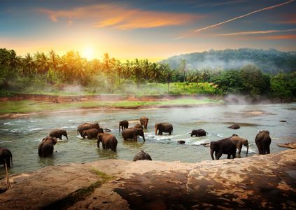 Elephants at Dawn — 150-piece jigsaw puzzle