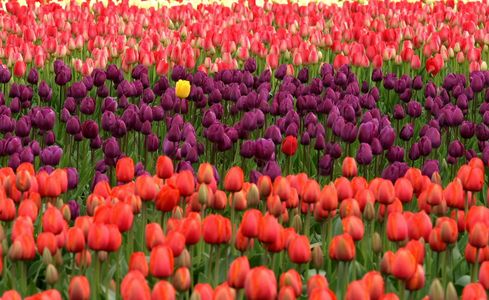 Vibrant Tulip Fields — 300-piece jigsaw puzzle