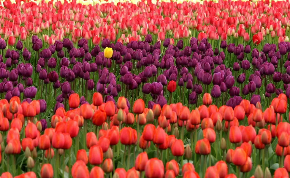 Vibrant Tulip Fields — 300-piece jigsaw puzzle