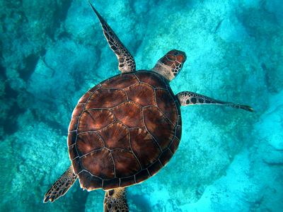 Majestic Sea Turtle — 300-piece jigsaw puzzle