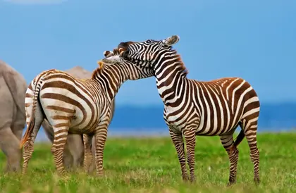 Zebra Affection — 150-piece jigsaw puzzle