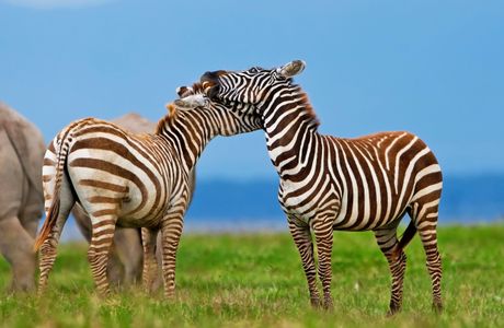 Zebra Affection — 150-piece jigsaw puzzle