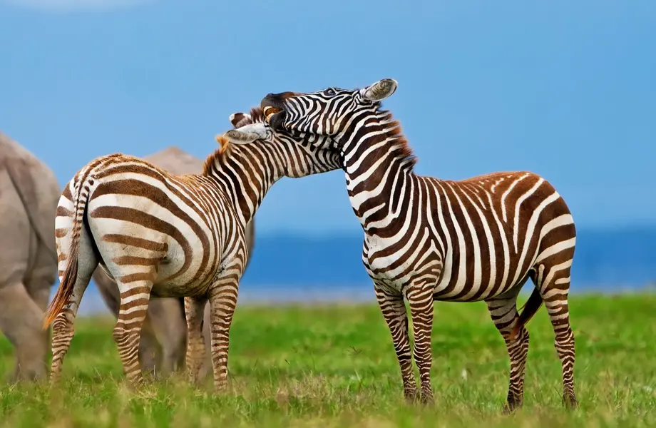 Zebra Affection — 150-piece jigsaw puzzle