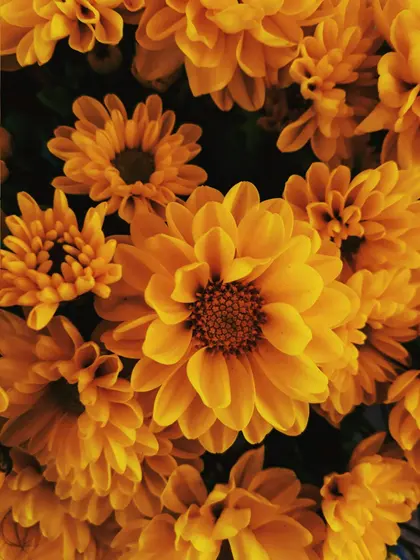 Radiant Golden Blooms — 200-piece jigsaw puzzle