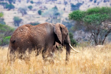 Majestic Savanna Elephant — 300-piece jigsaw puzzle