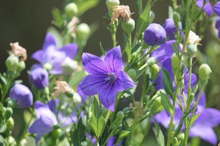 Vibrant Purple Blooms — 150-piece jigsaw puzzle